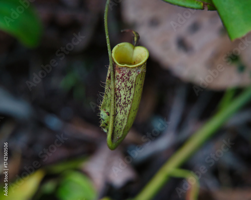 Canvas Print The image shows a carnivorous plant of the genus Nepenthes, also known as pitcher plant or monkey cup, in the forests of Borneo, a giant, rugged island in the Malay Archipelago in Southeast Asia