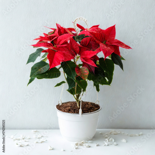 Vibrant red poinsettia plant in a white pot