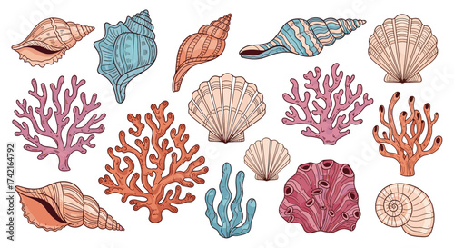 A collection of colorful seashells and diverse coral reef specimens displayed against a white background.