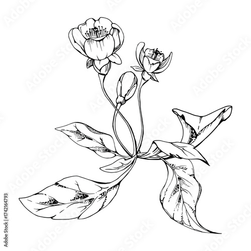 Cherry sakura white flower and bud on stems, hand drawn vector ink, plant leaves, wildflower botanical illustration. Isolated buttonhole composition. Scrapbooking, florist shop, decoupage, wedding