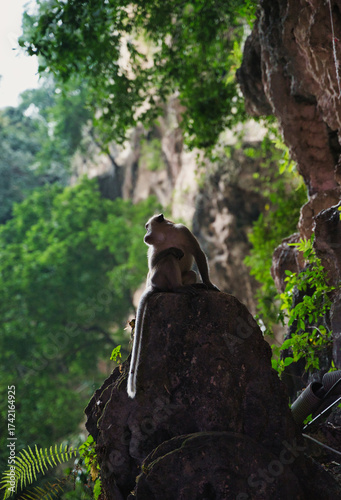 Photography Close-up of a long-tailed macaque, Macaca fascicularis, on the stairs at Bati Ca