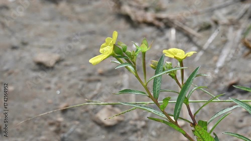 Ludwigia plant flower. Its common names  primrose willow, water purslane and water primrose. This is a genus of species of aquatic plants. Yellow flowers.
