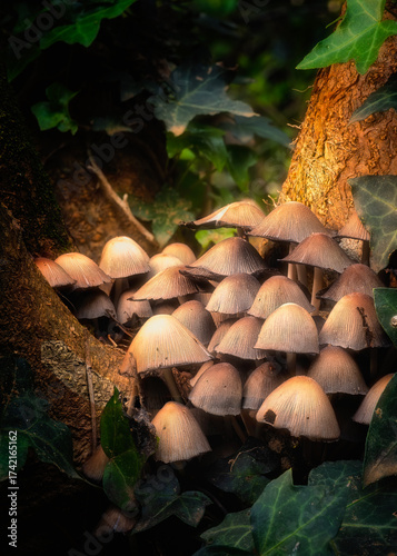 Group of Mica cap or Glistening ink cap (Coprinellus micaceus) mushroom forming fungi at the base of a tree surrounded by ivy in a woodland in France