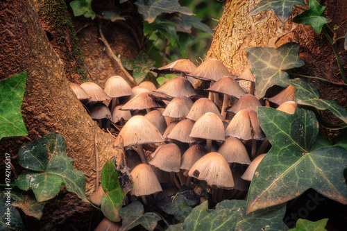 Group of Mica cap or Glistening ink cap (Coprinellus micaceus) mushroom forming fungi at the base of a tree surrounded by ivy in a woodland in France