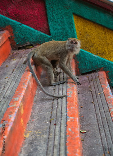 Photography Close-up of a long-tailed macaque, Macaca fascicularis, in Batu Cave, Kuala Lump