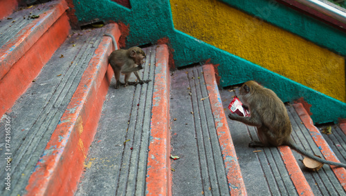 Photography Close-up of long-tailed macaques, an adult and its offspring, Macaca fascicularis, on the stairs of Batu Cave, Kuala Lumpur, Malaysia
