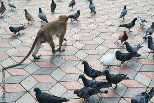 Canvas Print Close-up of a long-tailed macaque walking with pigeons, Macaca fascicularis, at