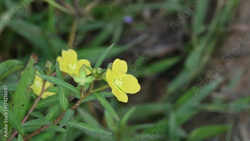 Ludwigia plant flower. Its common names  primrose willow, water purslane and water primrose. This is a genus of species of aquatic plants. Yellow flowers.
