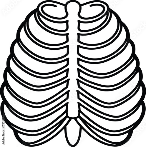 Human Rib Cage Outline With Sternum Keywords rib cage, human anatomy, skeleton, bones, body