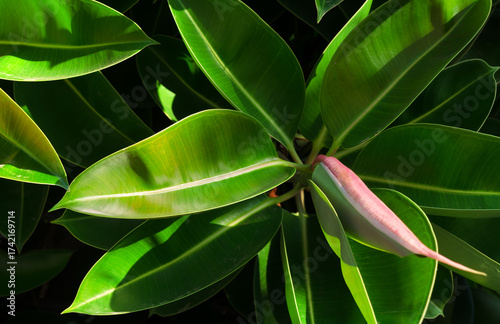 A close-up of a Ficus elastica, a vibrant hedge of Ficus elastica with glossy dark green leaves.