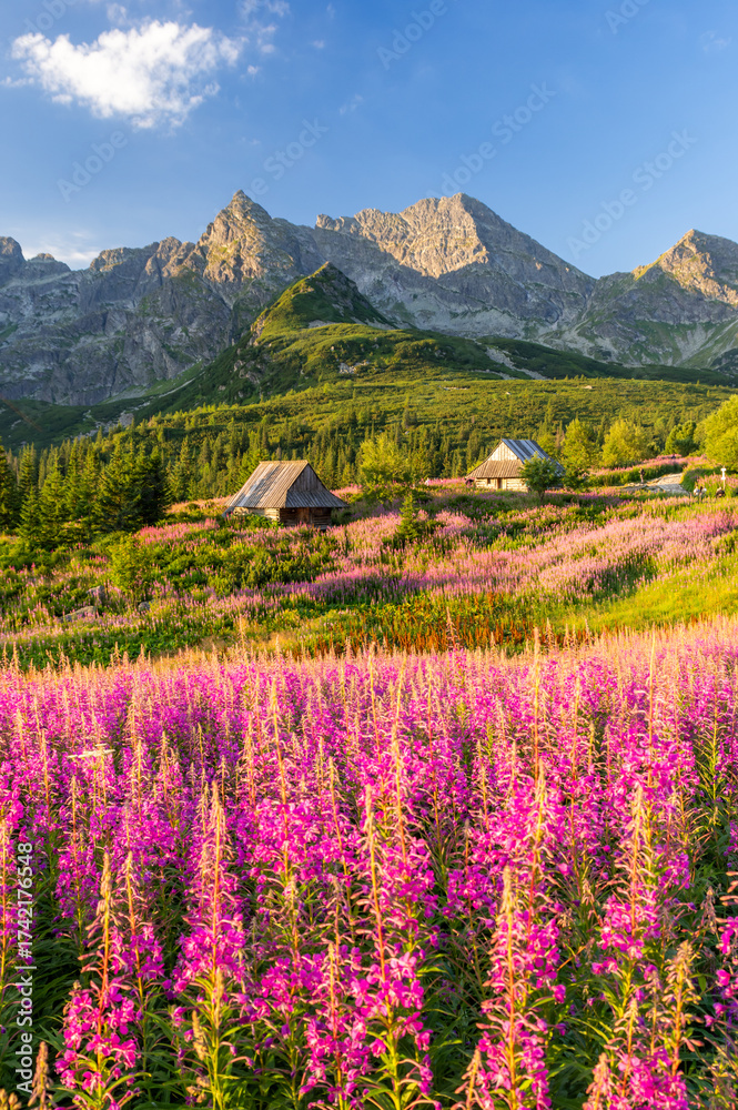 custom made wallpaper toronto digitalMountain landscape, Tatra mountains summer landscape in Poland, colorful sunrise on Hala Gasienicowa (Gasienicowa Glade) with blooming fireweed