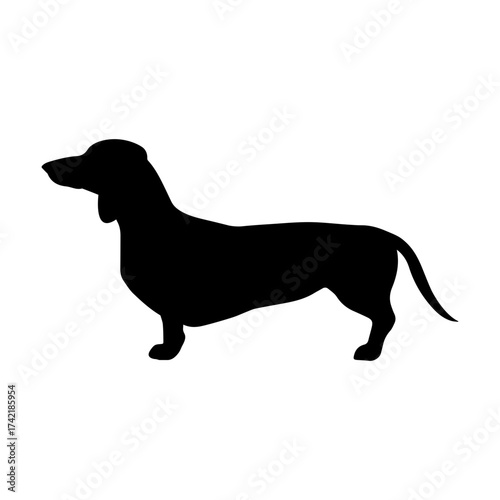 Dachshund svg cut file. Isolated vector illustration.