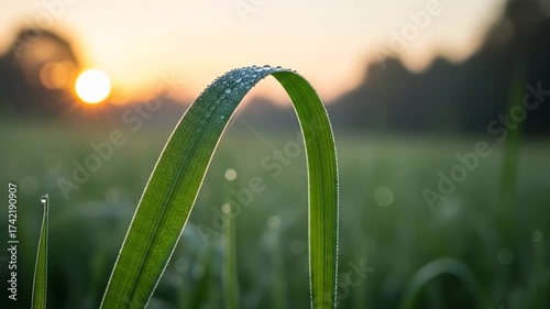 Dew drops on grass blade at sunrise