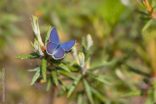 Cranberry blue, Plebeius optilete, a small blue butterfly.