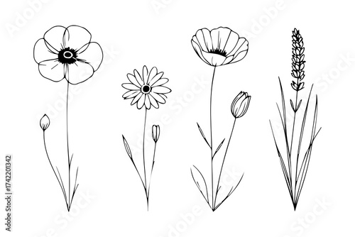 Wildflower Line Art Set: Hand-Drawn Botanical Sketches of Poppies and Daisies with Buds—Black & White Floral Illustrations for Coloring, Tattoo Design, and Crafts