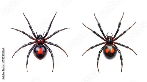Venomous Spider: A black widow spider with red mark, sharp PNG.