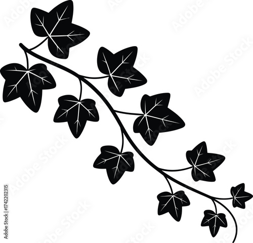 A delicate ivy vine with dark green leaves creating a striking silhouette against a white background