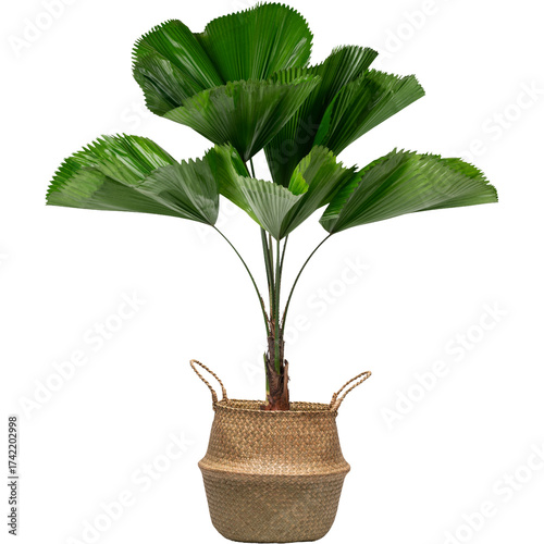 Large fiddle leaf fig plant in woven basket. 
