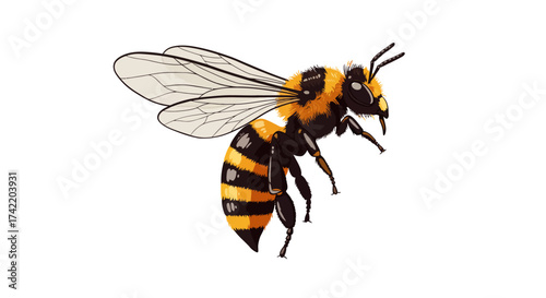 Detailed Illustration of a Honeybee with Striped Abdomen and Delicate Wings.