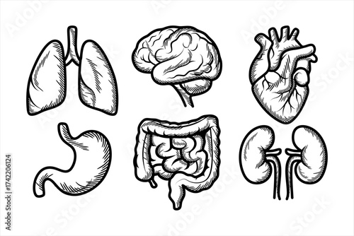 Human Organs Anatomy Clipart Set in Comic Sketch Silhouette Style – Heart, Brain, Lungs, Illustration