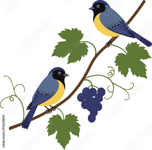 Charming pair of blue and yellow birds perched on a grapevine branch with purple grapes isolated on transparent background