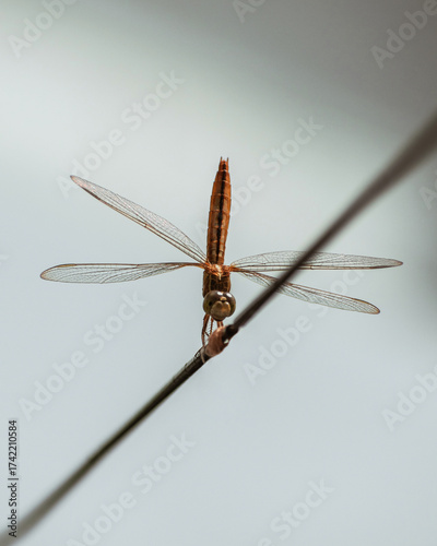 Close-up of dragonfly