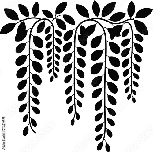 Elegant black silhouette of cascading wisteria flowers and leaves on a white background