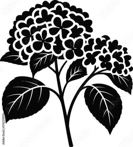 Elegant black silhouette of two blooming hydrangea flower heads with leaves and stem