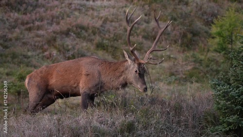 red stag rut on the mountains in austria, at a autumn day in september