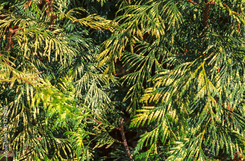 Background of conifer foliage with scale like leaves in flat sprays, blending green and yellow tones. Intricate texture and color suggest seasonal change or natural variegation