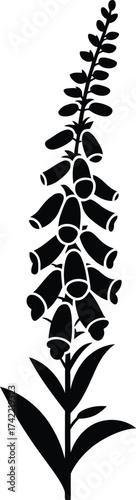 Tall stalk of foxglove flowers in a striking black silhouette against a white background