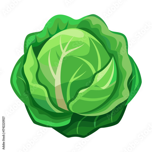 cabbage isolated on white background