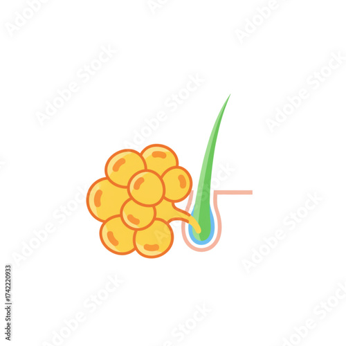 sebaceous gland