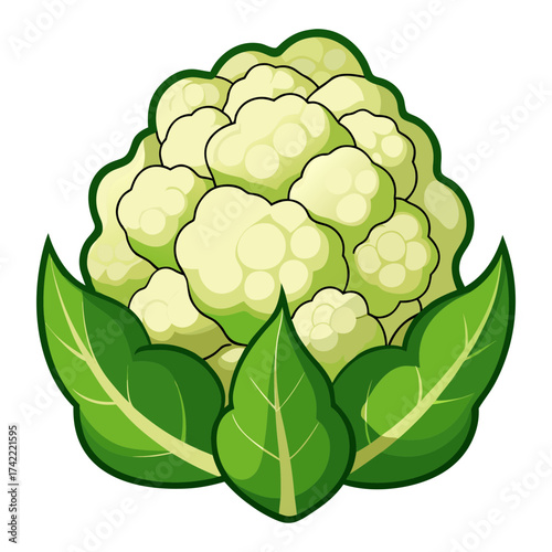 Fresh cauliflower vector 