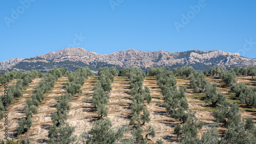 Extensive olive grove in Jaén, the birthplace of Spanish olive oil