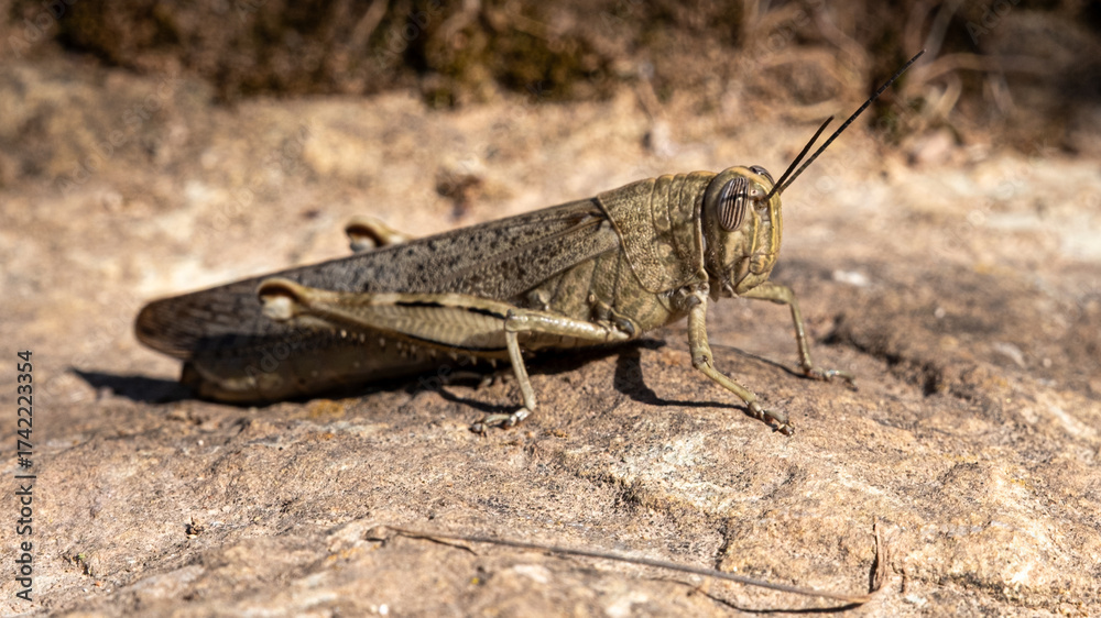 Fototapeta premium Egyptian locust (Anacridium aegyptium) in its natural environment