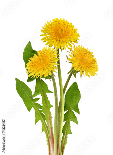 Small bush of spring yellow...