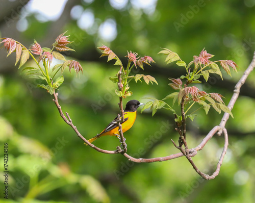 Obraz na plátně Baltimore oriole