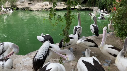 Group of Australian pelican birds or Pelecanus conspicillatus on the edge of green pond