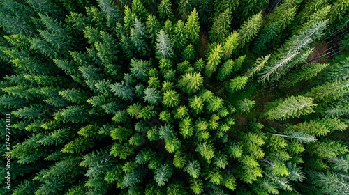 Overhead shot of a lush green forest with dense evergreen trees