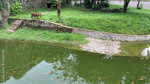 A Sumatran tiger or Panthera tigris sumatrae walking in a zoo arena