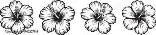 Four elegant hibiscus flowers showing island beauty in a tropical botanical illustration with high