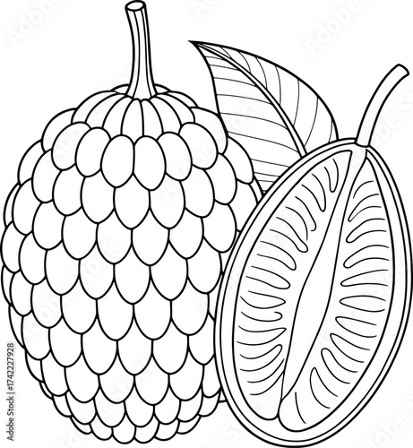 Detailed hand drawn outline of babaco fruit and half cut showing inner seeds texture for culinary art design