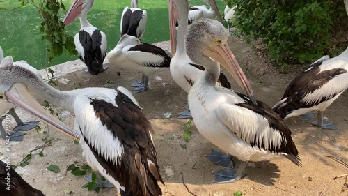 Group of Australian pelican birds or Pelecanus conspicillatus on the edge of green pond
