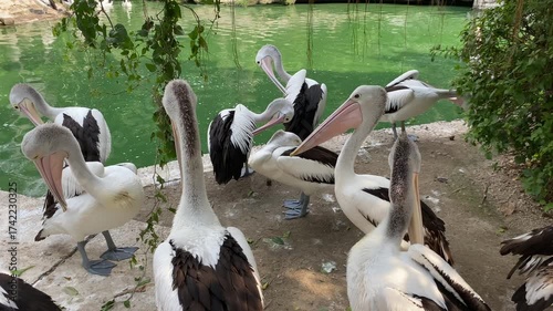 Group of Australian pelican birds or Pelecanus conspicillatus on the edge of green pond