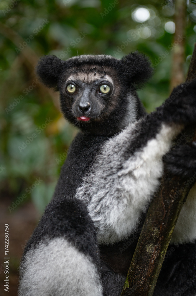 Obraz premium ring tailed lemur