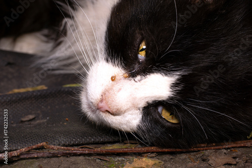 Cat conjunctivitis, tears running from the eye, eye disease in cats.