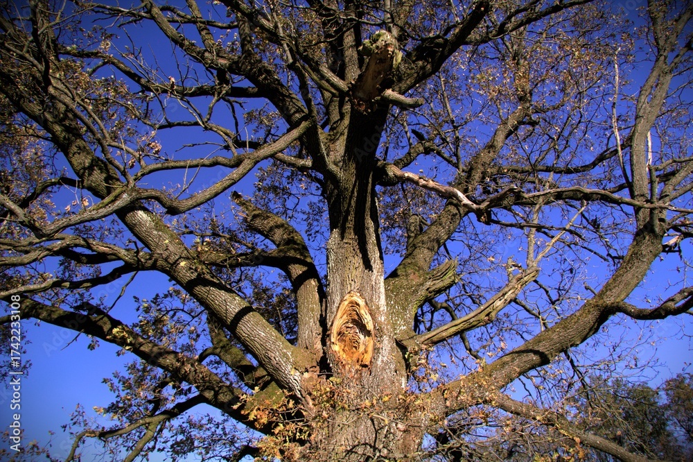 Fototapeta premium Branches of a big tree against blue sky
