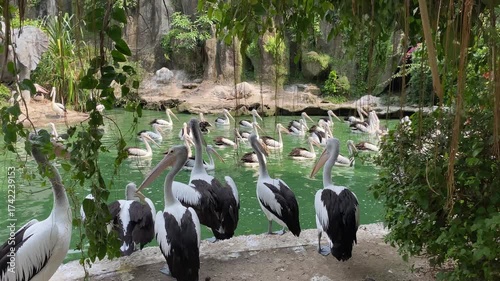Group of Australian pelican birds or Pelecanus conspicillatus on the edge of green pond
