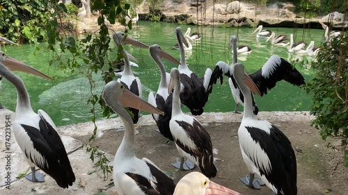 Group of Australian pelican birds or Pelecanus conspicillatus on the edge of green pond